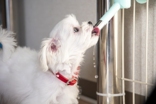 ペットの水は何がベスト？犬・猫に安全な水の選び方と注意点を解説